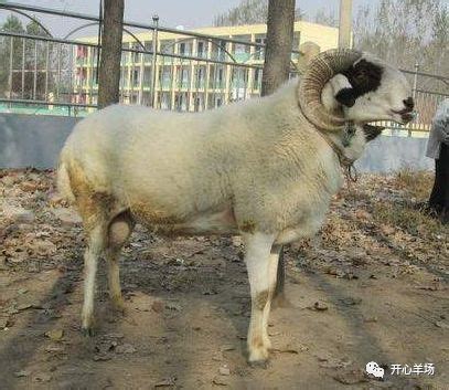 屬羊適合的顏色 睾丸有痣
